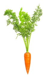 Image of Fresh ripe carrot with green leaves isolated on white