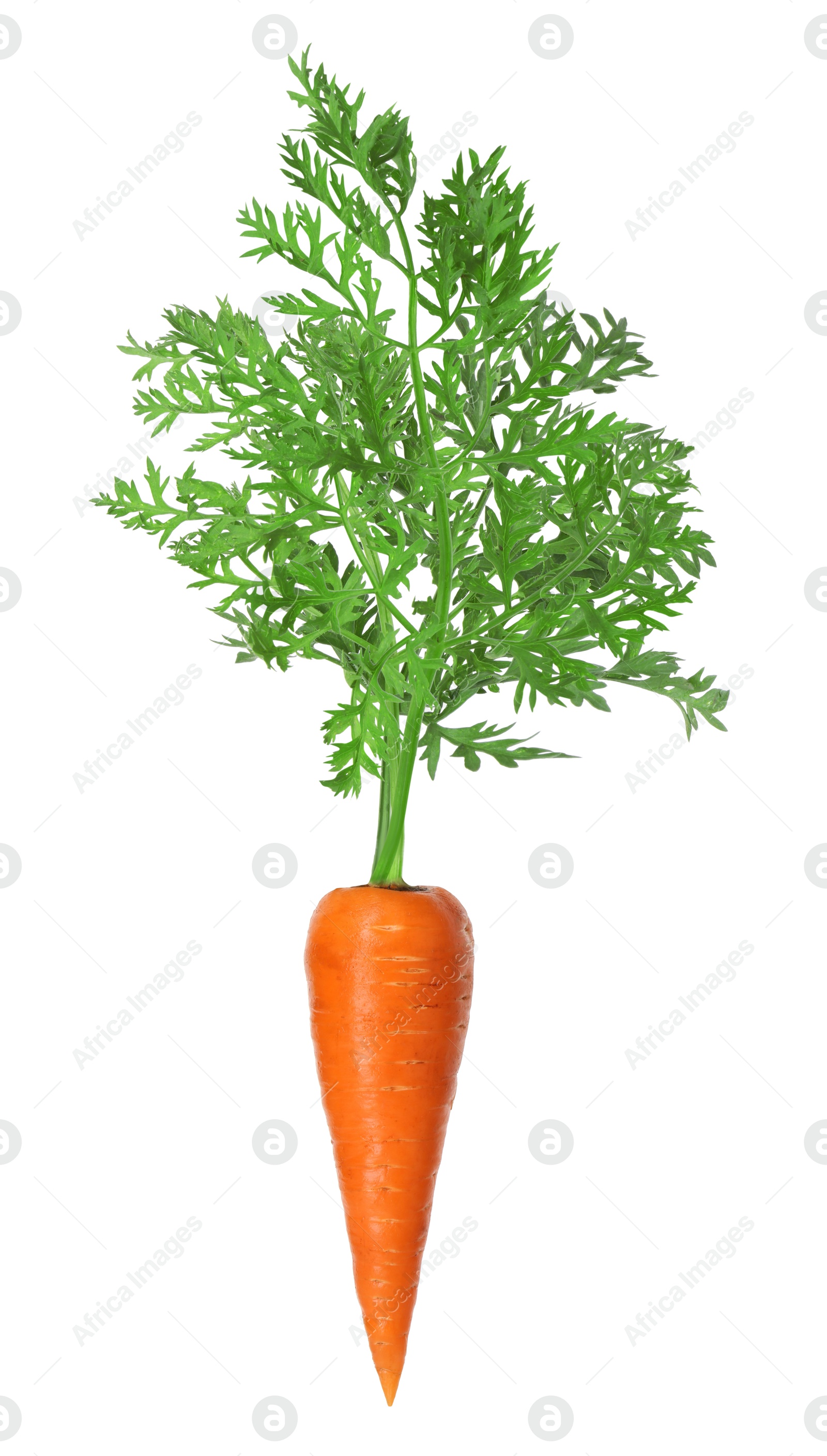 Image of Fresh ripe carrot with green leaves isolated on white