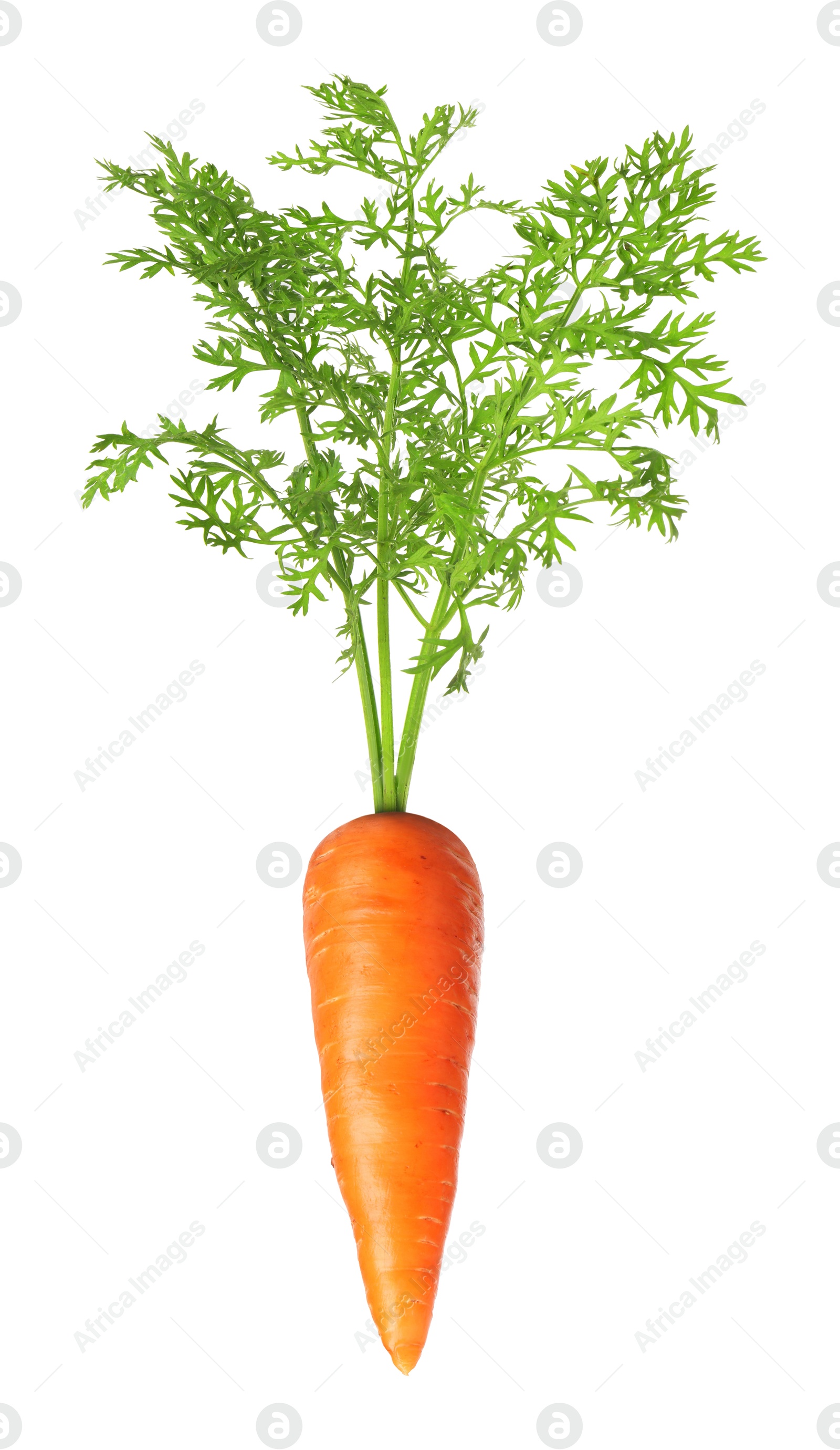 Image of Fresh ripe carrot with green leaves isolated on white