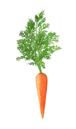 Image of Fresh ripe carrot with green leaves isolated on white