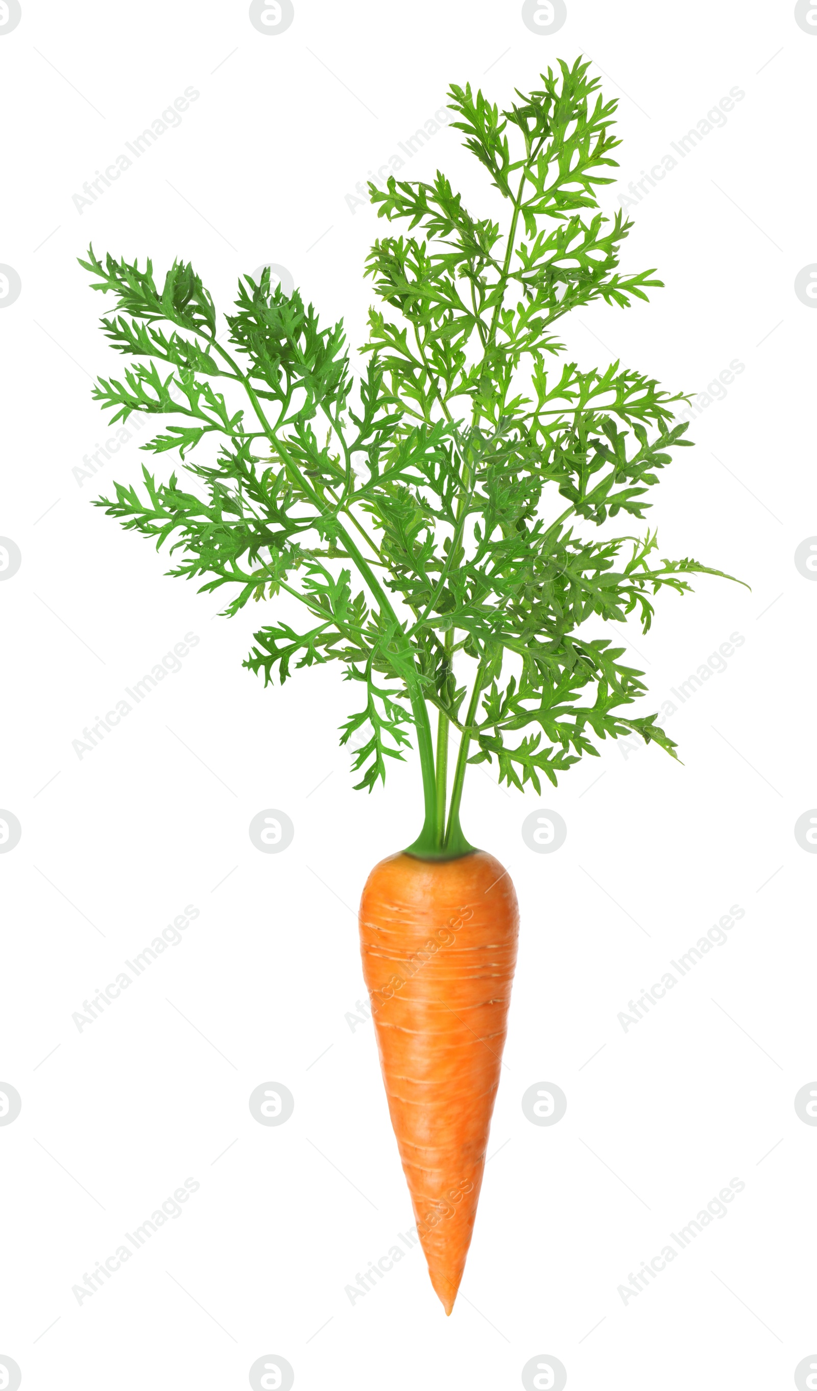 Image of Fresh ripe carrot with green leaves isolated on white