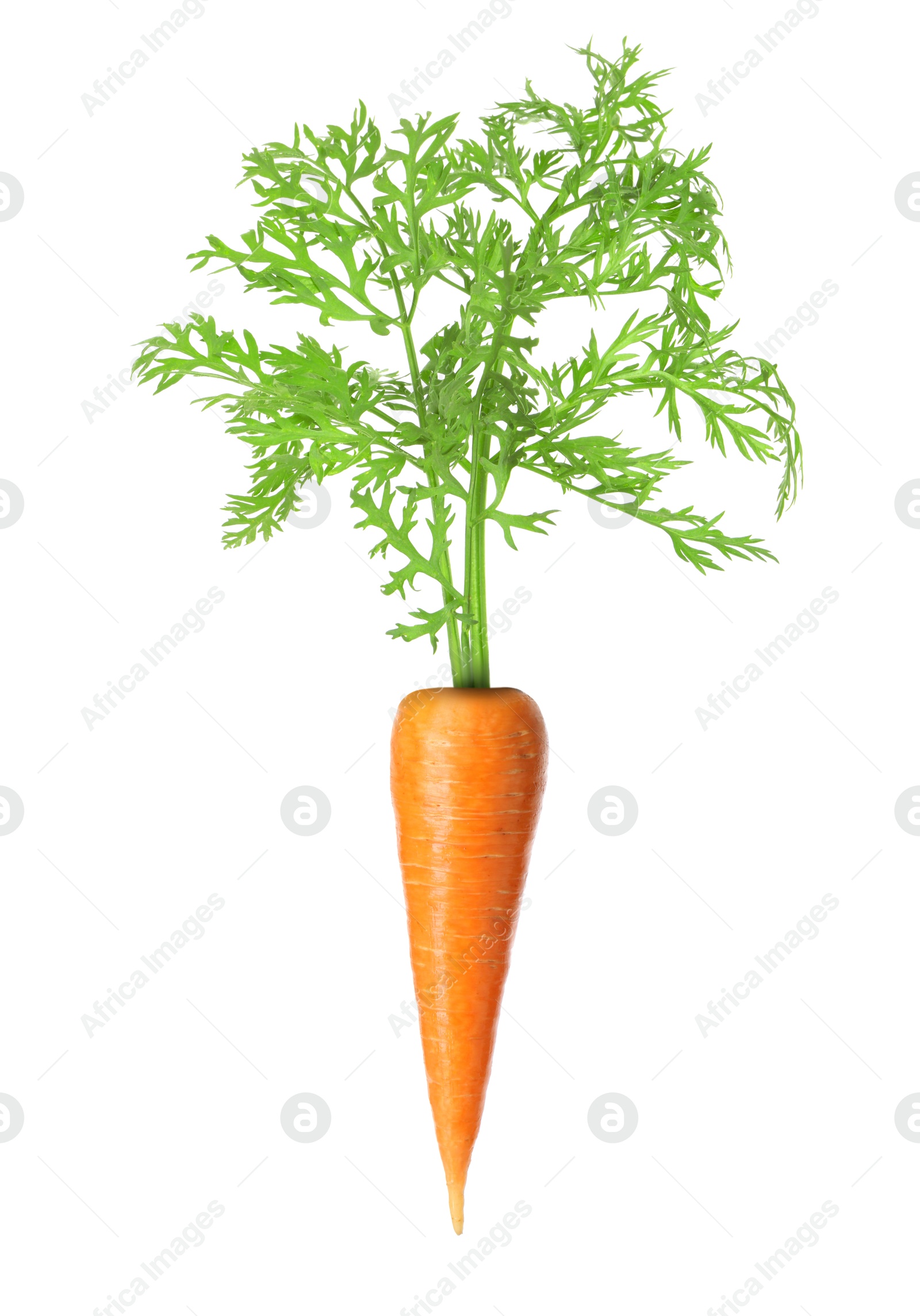 Image of Fresh ripe carrot with green leaves isolated on white