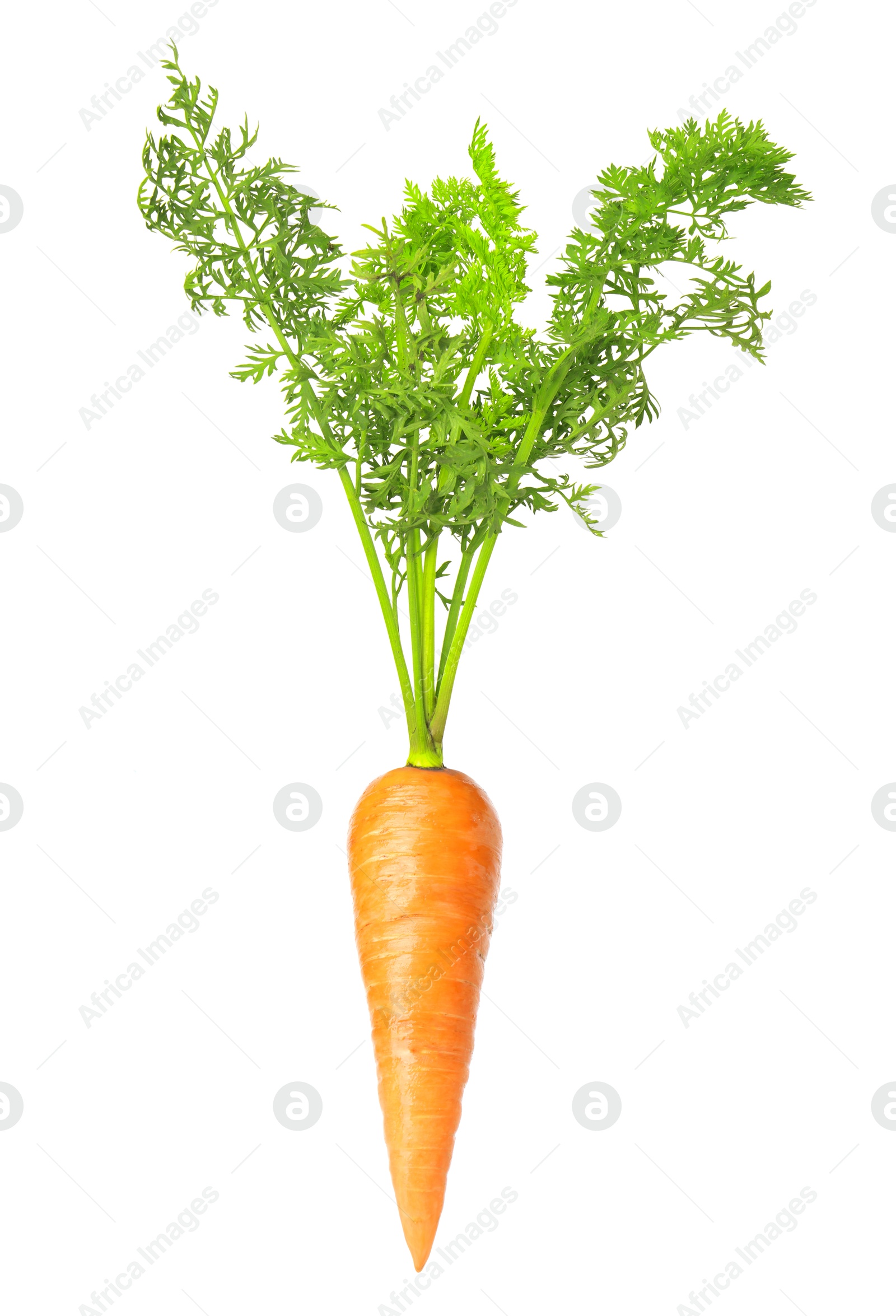 Image of Fresh ripe carrot with green leaves isolated on white