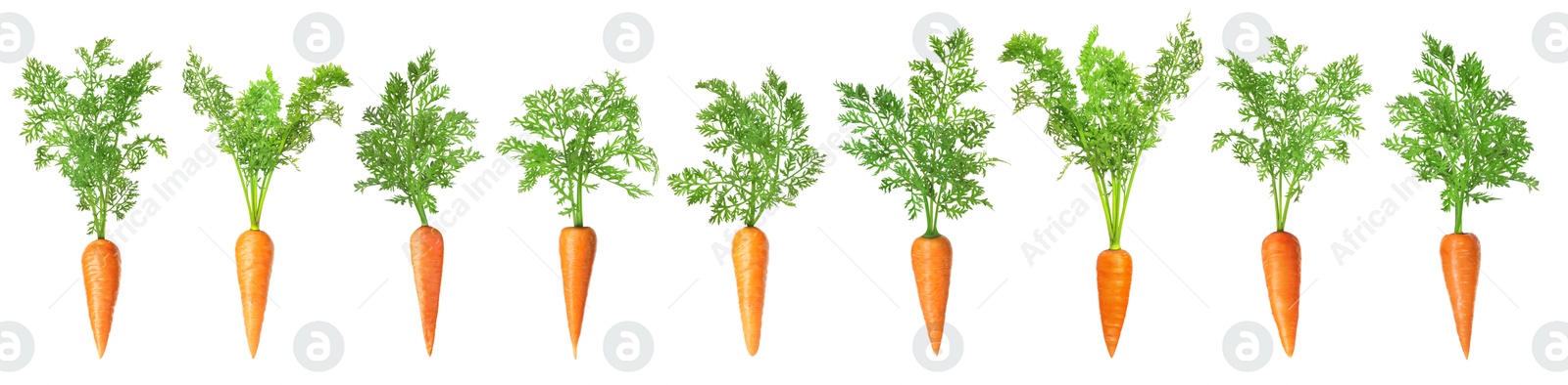 Image of Fresh ripe carrots with green leaves isolated on white, set