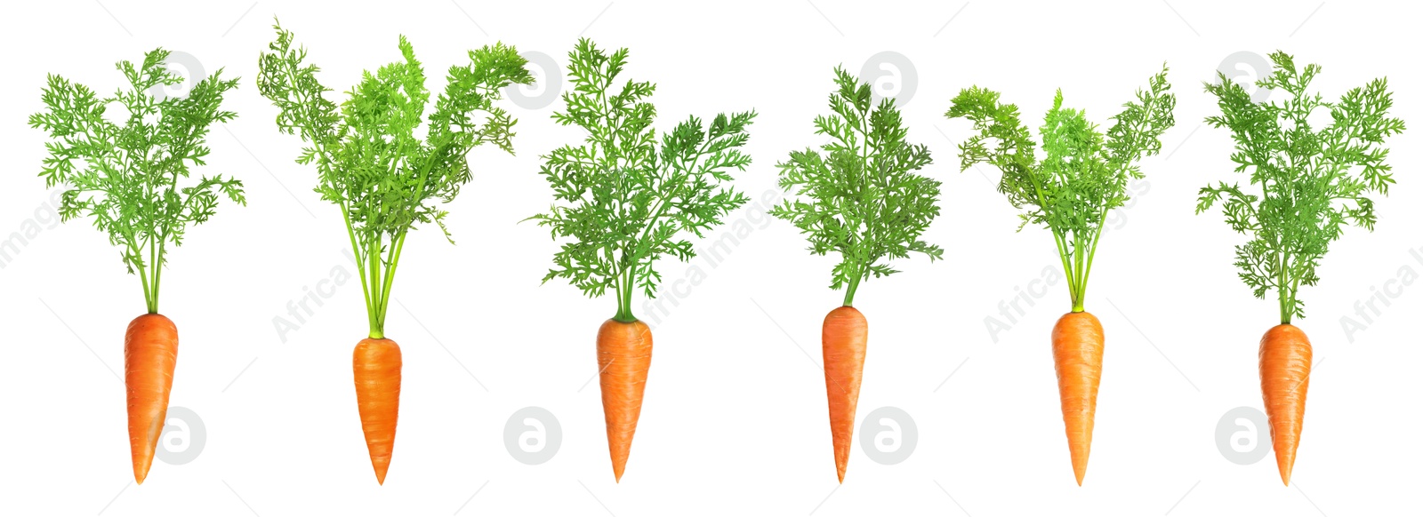 Image of Fresh ripe carrots with green leaves isolated on white, set