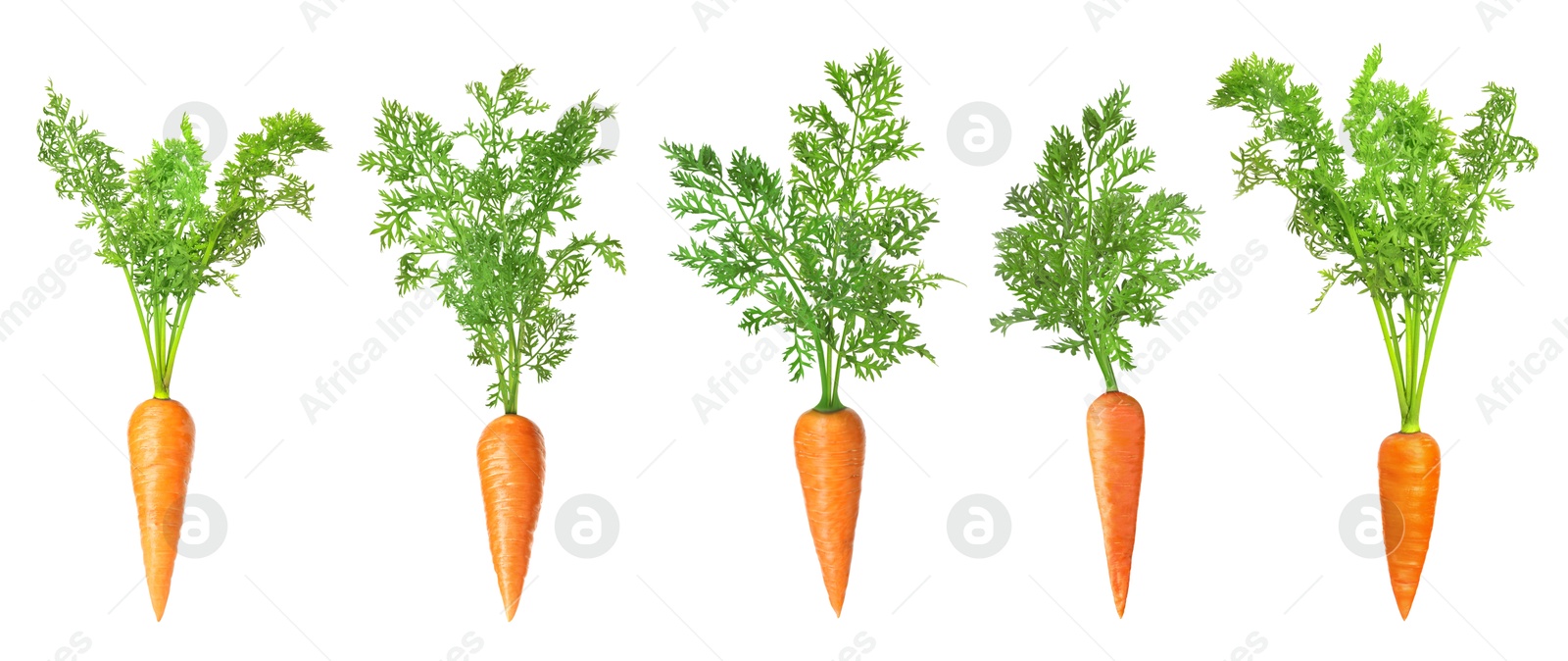 Image of Fresh ripe carrots with green leaves isolated on white, set