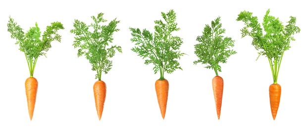 Image of Fresh ripe carrots with green leaves isolated on white, set