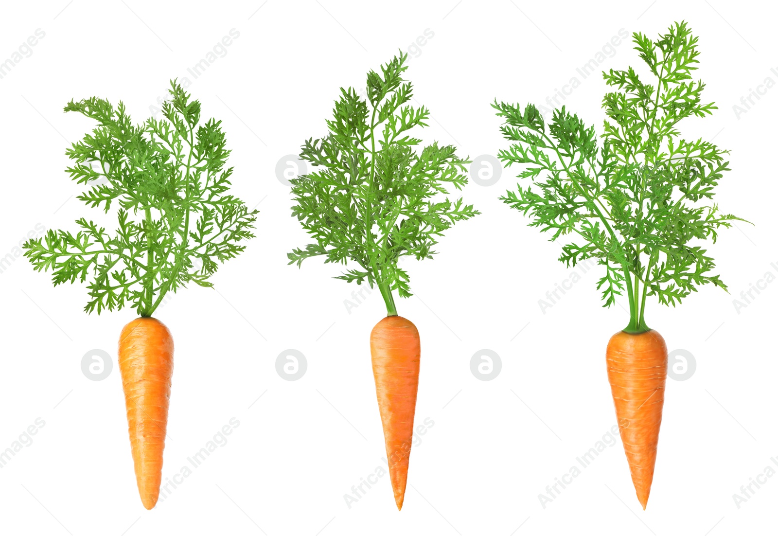 Image of Fresh ripe carrots with green leaves isolated on white, set