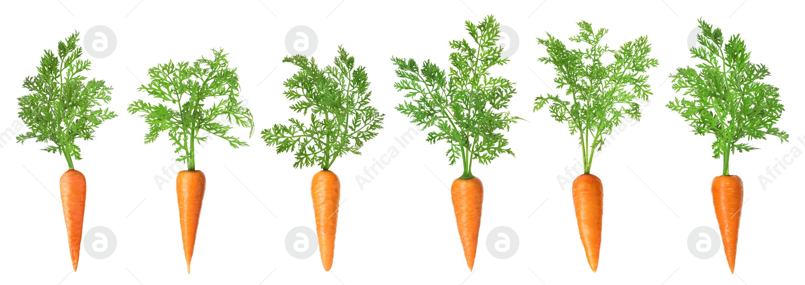 Image of Fresh ripe carrots with green leaves isolated on white, set