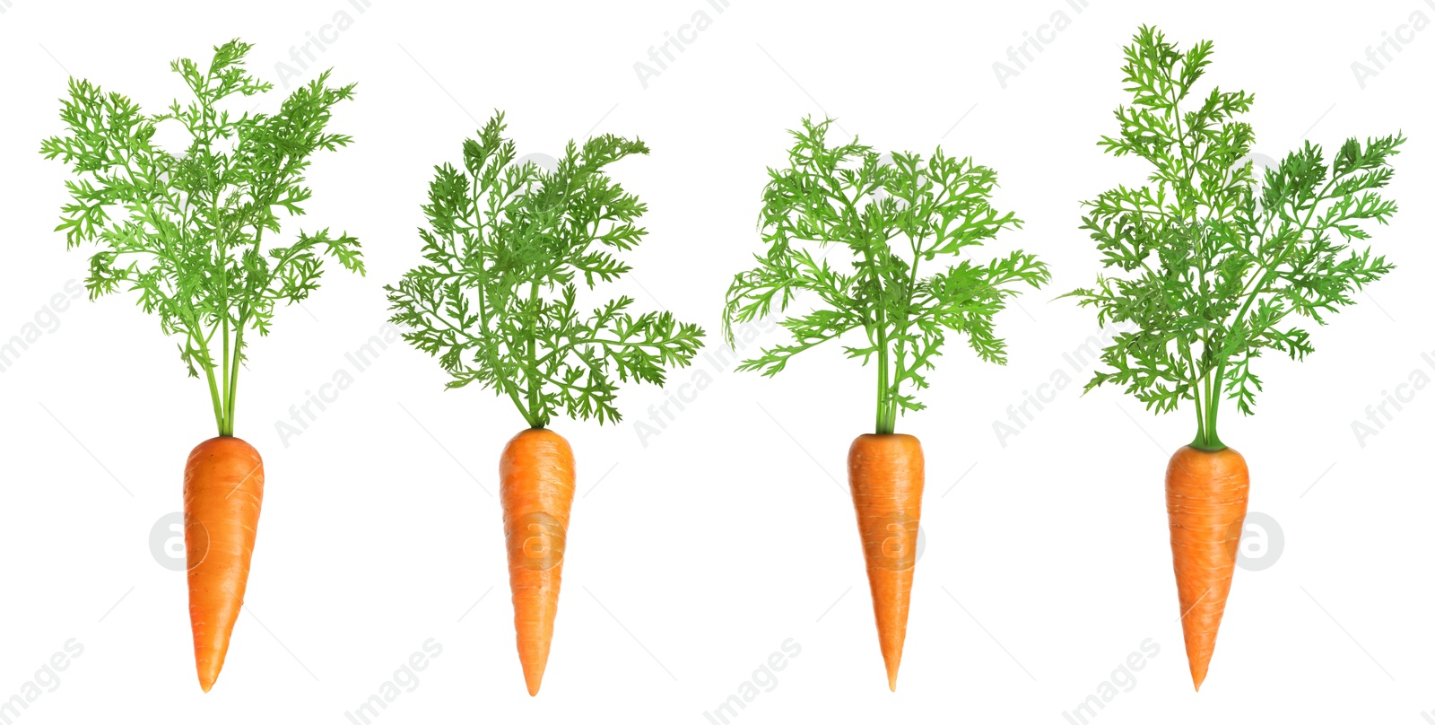 Image of Fresh ripe carrots with green leaves isolated on white, set