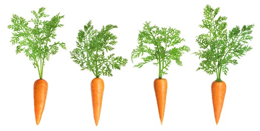 Image of Fresh ripe carrots with green leaves isolated on white, set