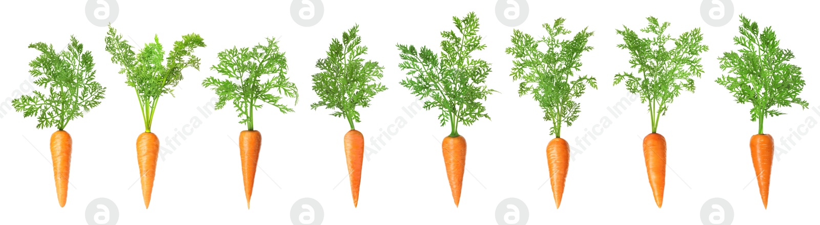 Image of Fresh ripe carrots with green leaves isolated on white, set