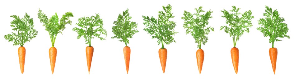 Image of Fresh ripe carrots with green leaves isolated on white, set