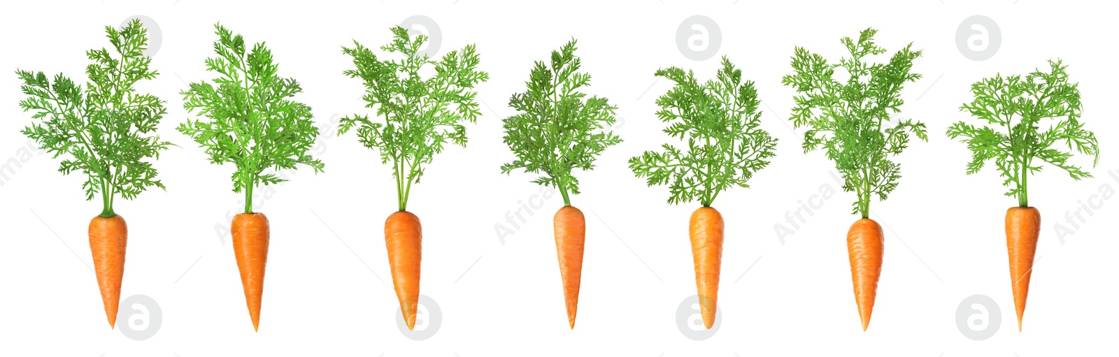 Image of Fresh ripe carrots with green leaves isolated on white, set