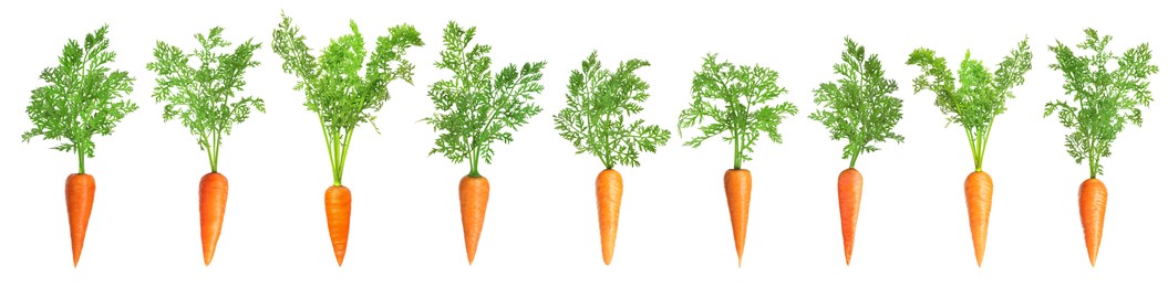 Image of Fresh ripe carrots with green leaves isolated on white, set