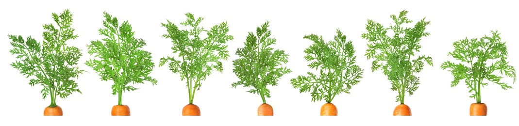 Image of Tops of carrots with green leaves isolated on white, set