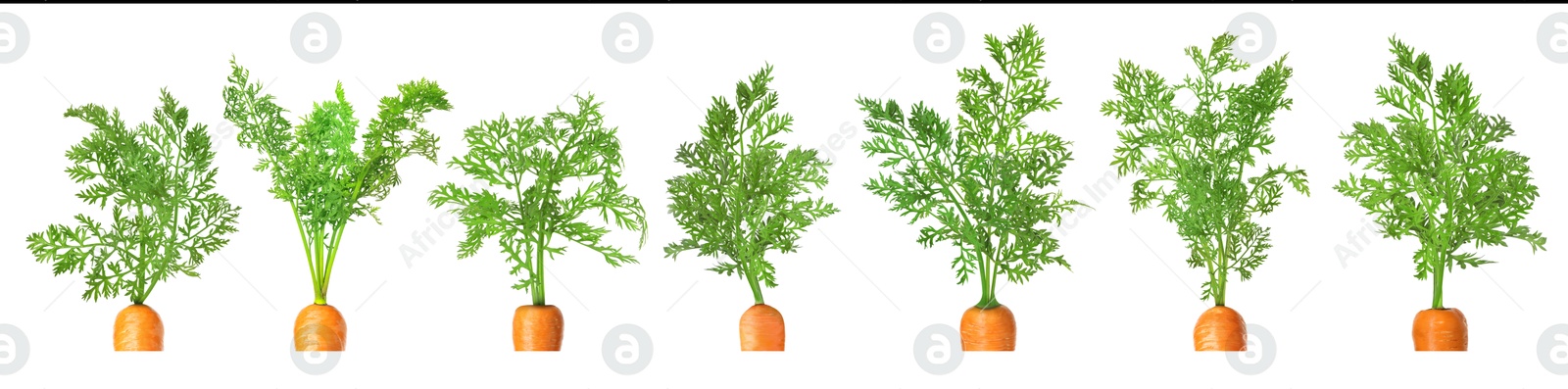 Image of Tops of carrots with green leaves isolated on white, set