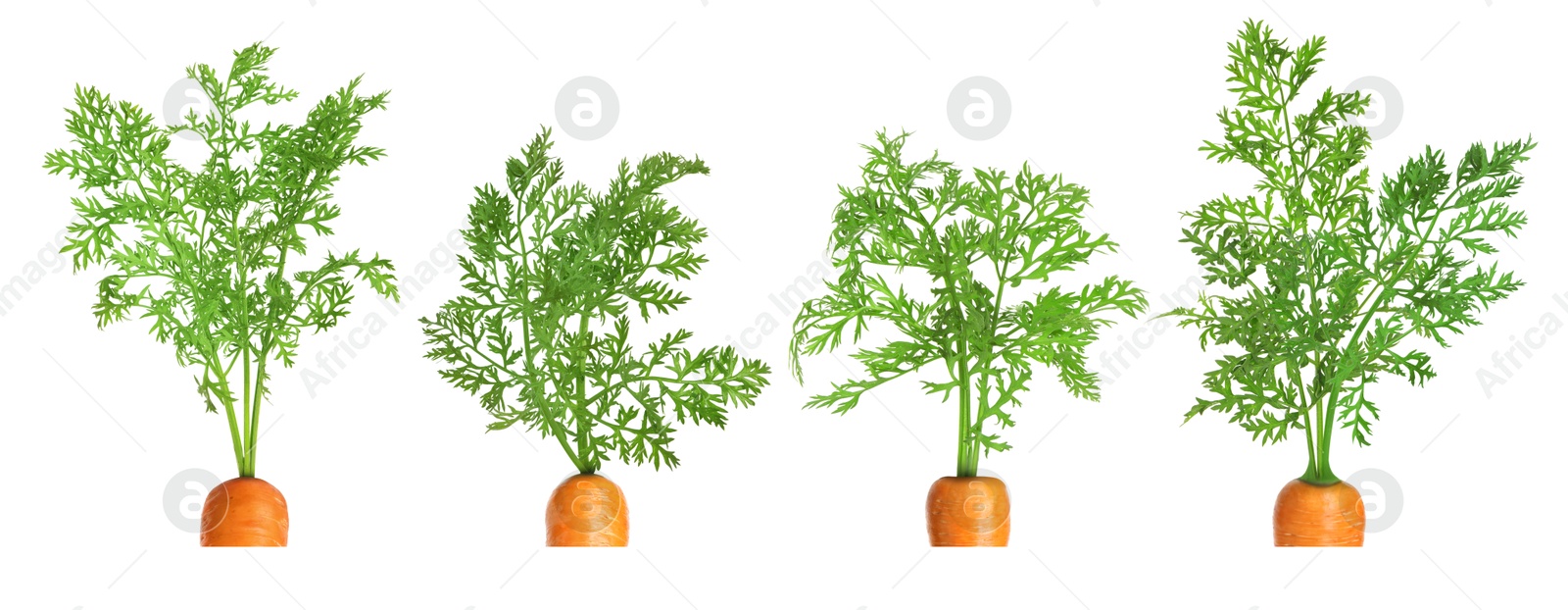 Image of Tops of carrots with green leaves isolated on white, set