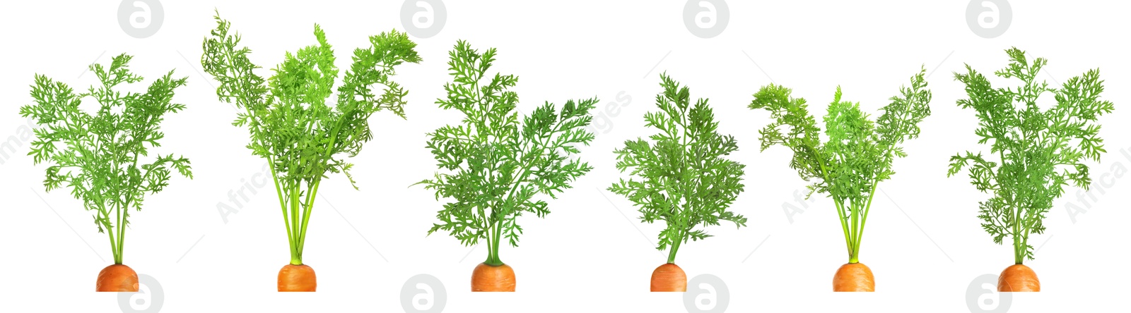 Image of Tops of carrots with green leaves isolated on white, set