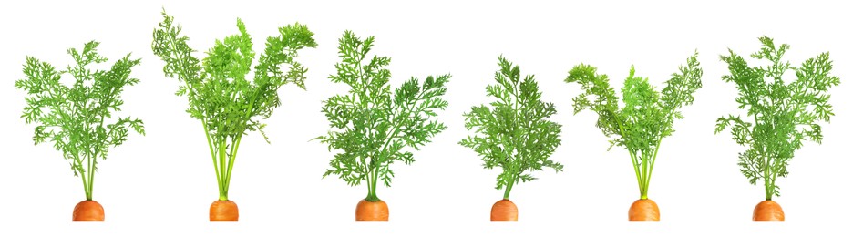 Image of Tops of carrots with green leaves isolated on white, set