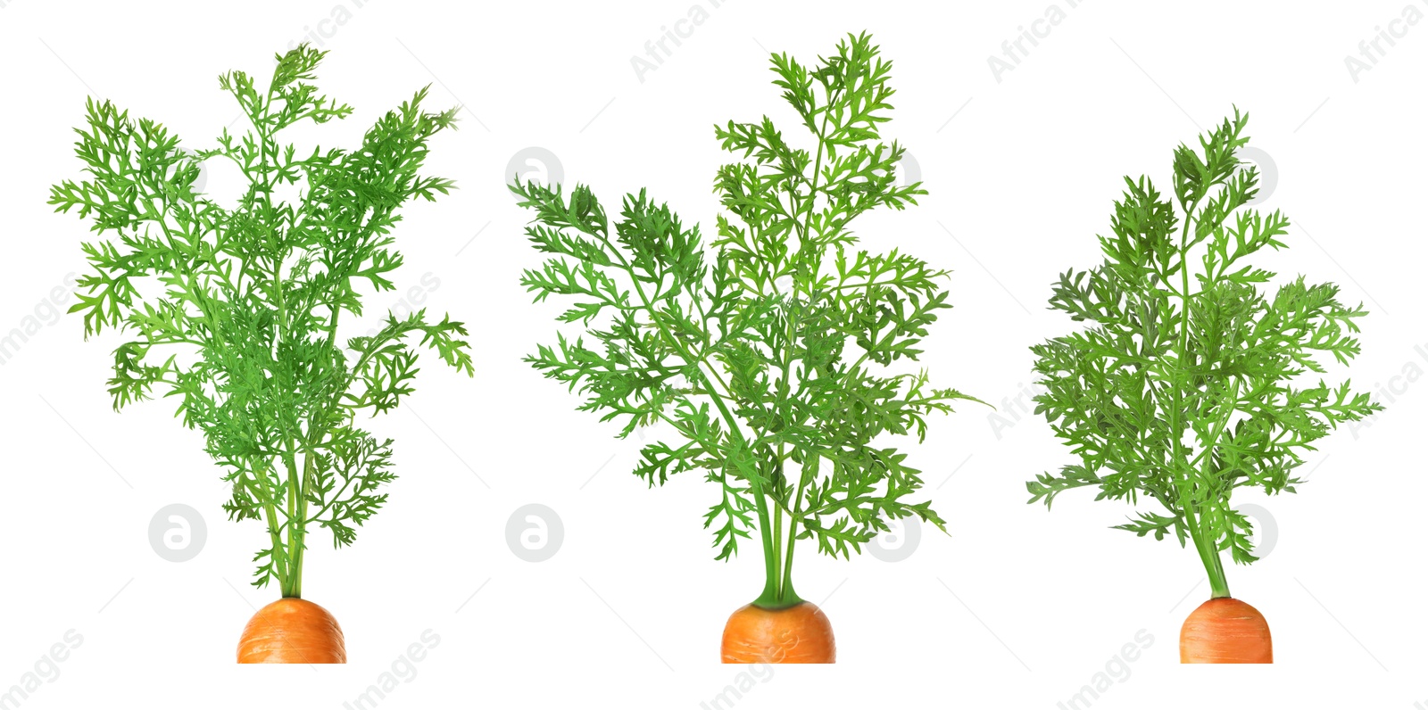 Image of Tops of carrots with green leaves isolated on white, set