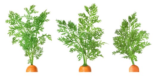 Image of Tops of carrots with green leaves isolated on white, set