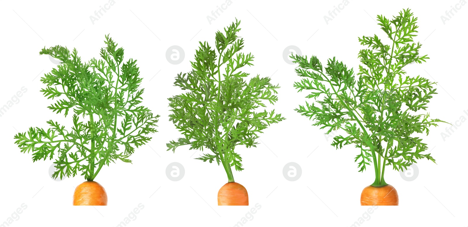 Image of Tops of carrots with green leaves isolated on white, set