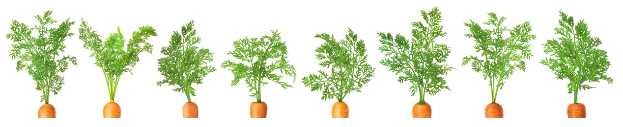 Image of Tops of carrots with green leaves isolated on white, set