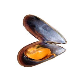 One raw mussel isolated on white. Sea food