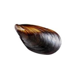 One raw mussel isolated on white. Sea food