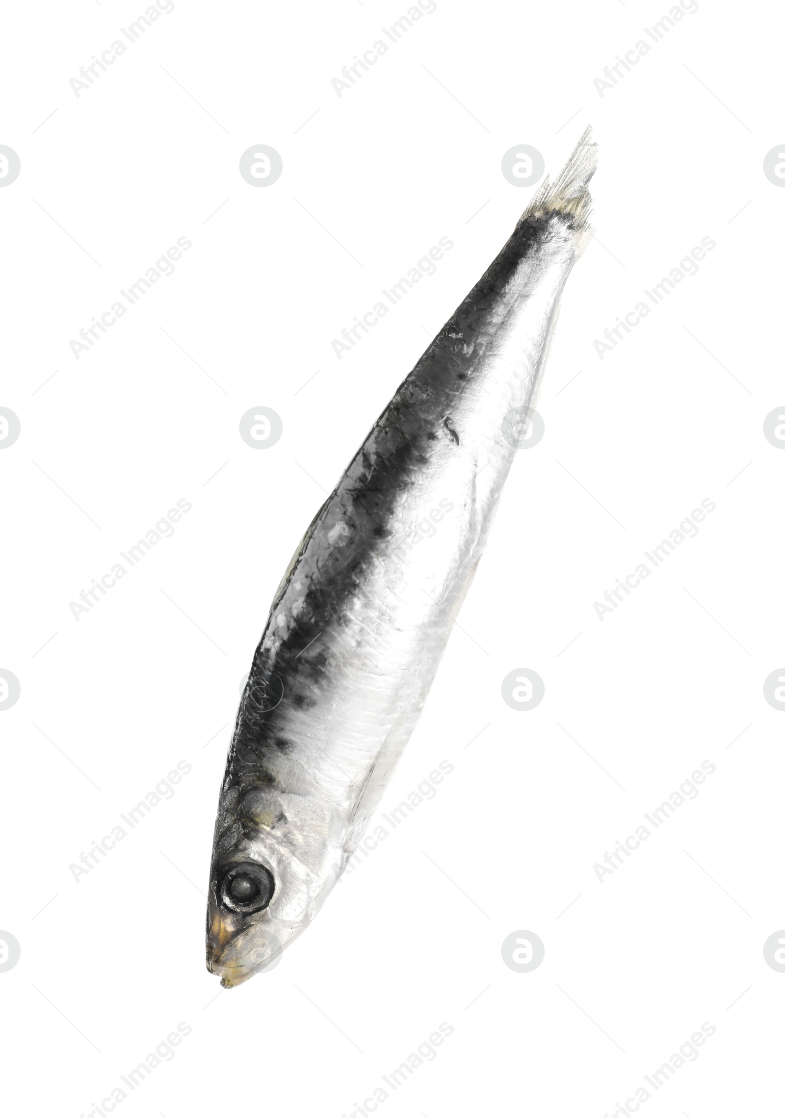 Photo of One raw sardine fish isolated on white. Sea food