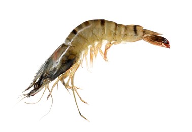 One raw tiger shrimp isolated on white. Sea food