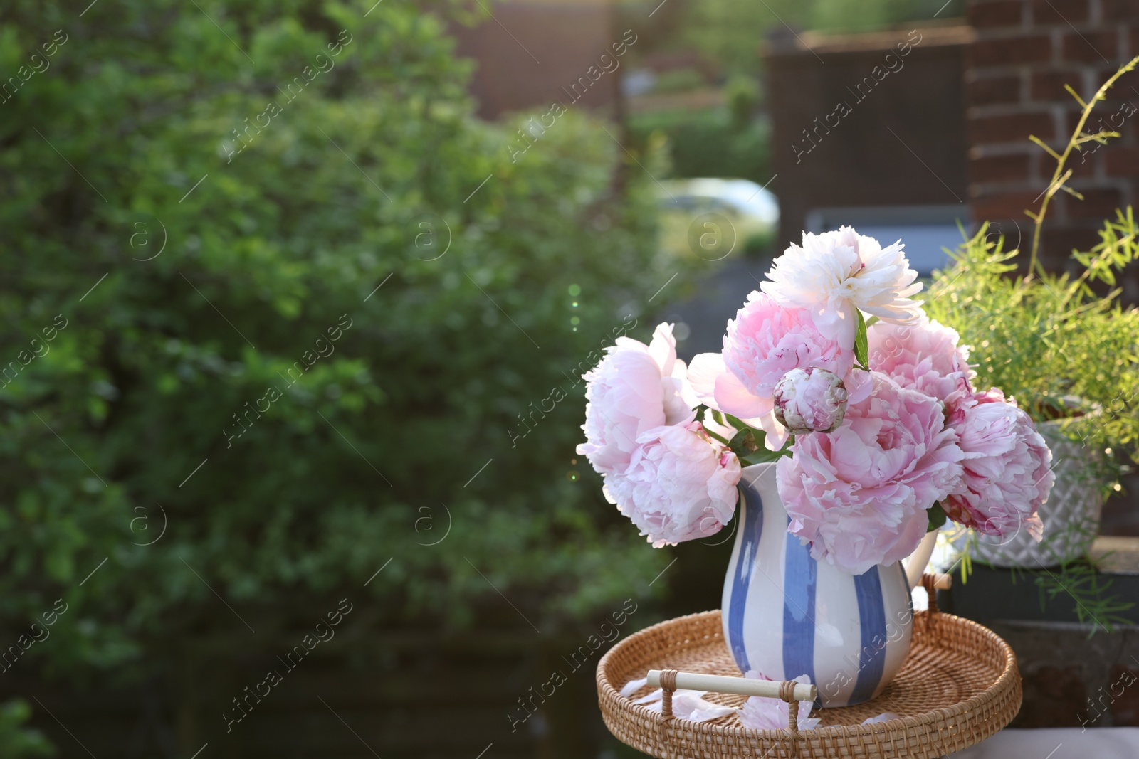 Photo of Beautiful pink peony flowers in vase on balcony railing outdoors. Space for text