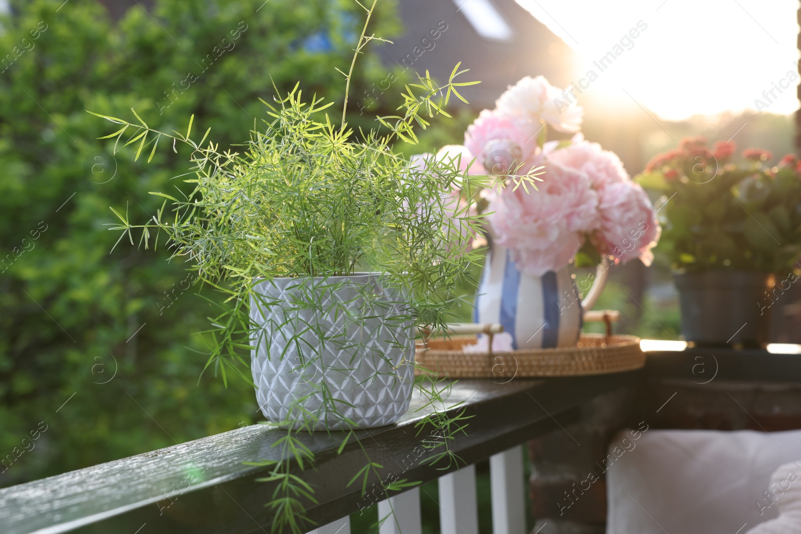 Photo of Balcony garden. Different plants growing on railings outdoors