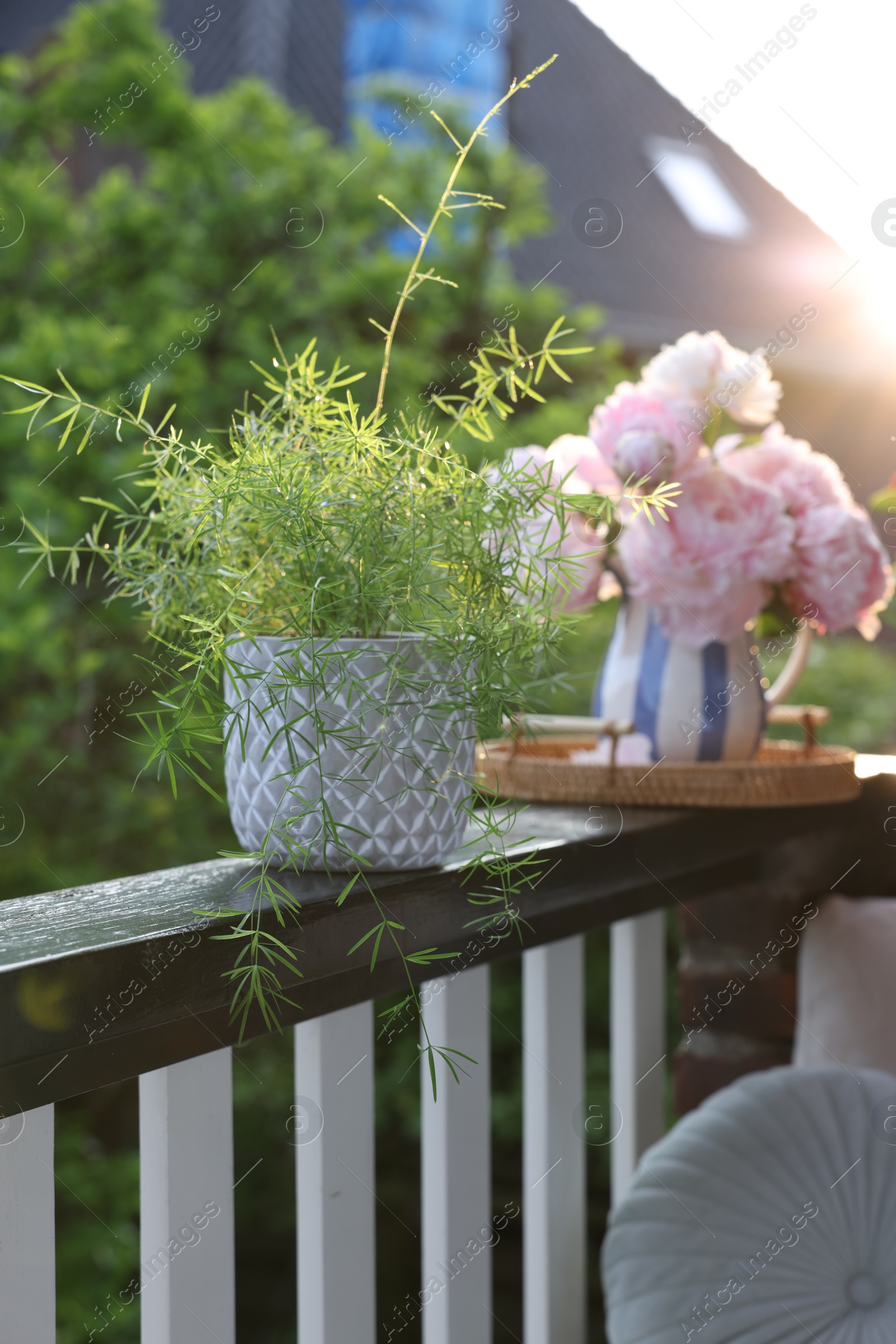 Photo of Beautiful potted plant and pink peony flowers on balcony railing outdoors