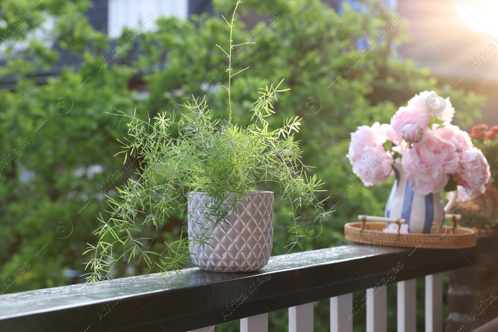 Photo of Balcony garden. Different plants growing on railings outdoors