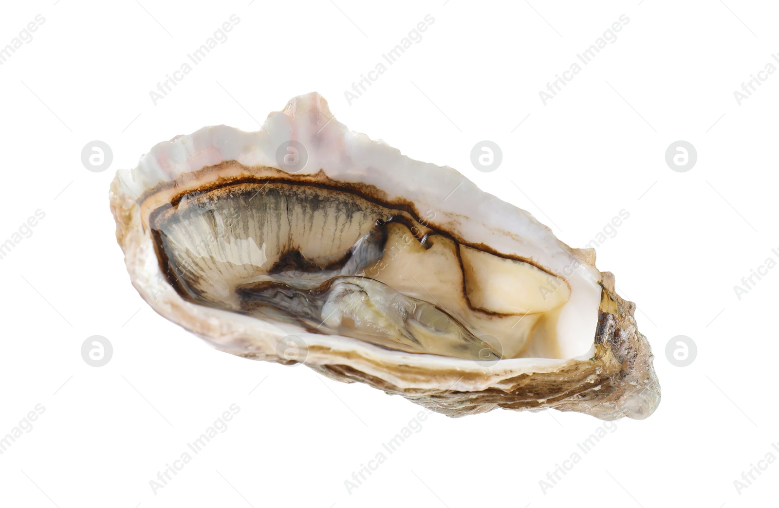 Photo of One raw oyster isolated on white. Sea food