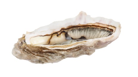 Photo of One raw oyster isolated on white. Sea food