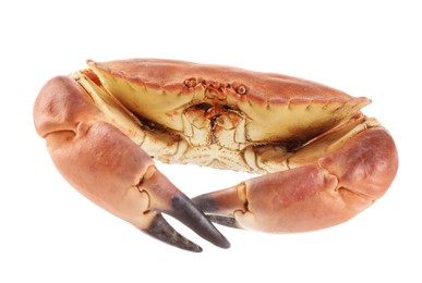 Photo of One raw crab isolated on white. Sea food