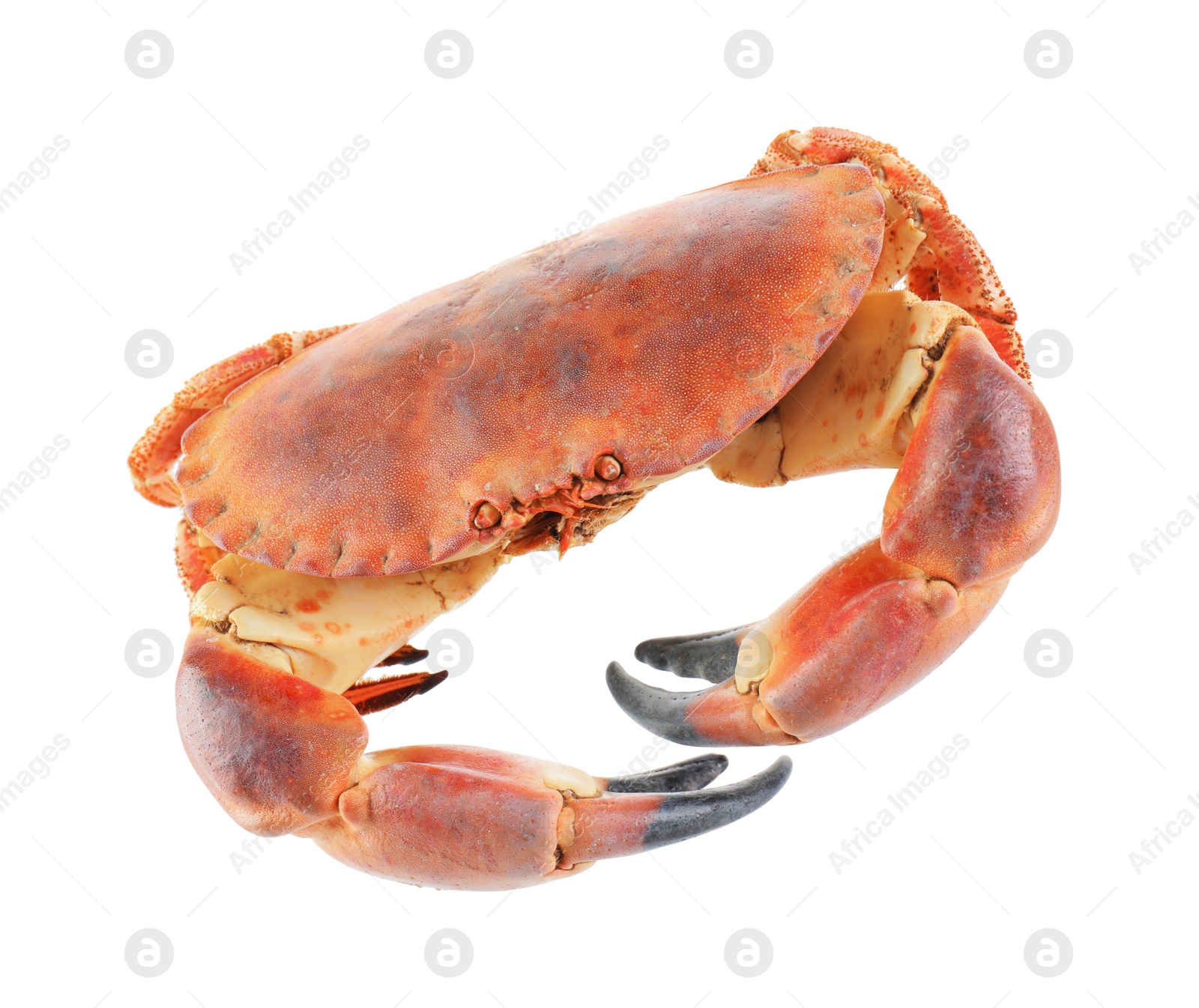 Photo of One raw crab isolated on white. Sea food