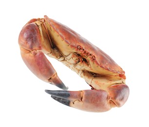 Photo of One raw crab isolated on white. Sea food