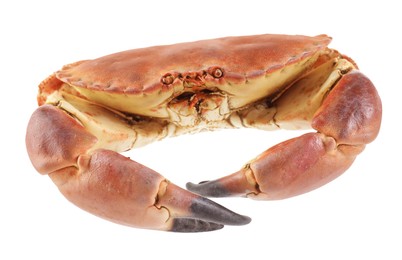 Photo of One raw crab isolated on white. Sea food