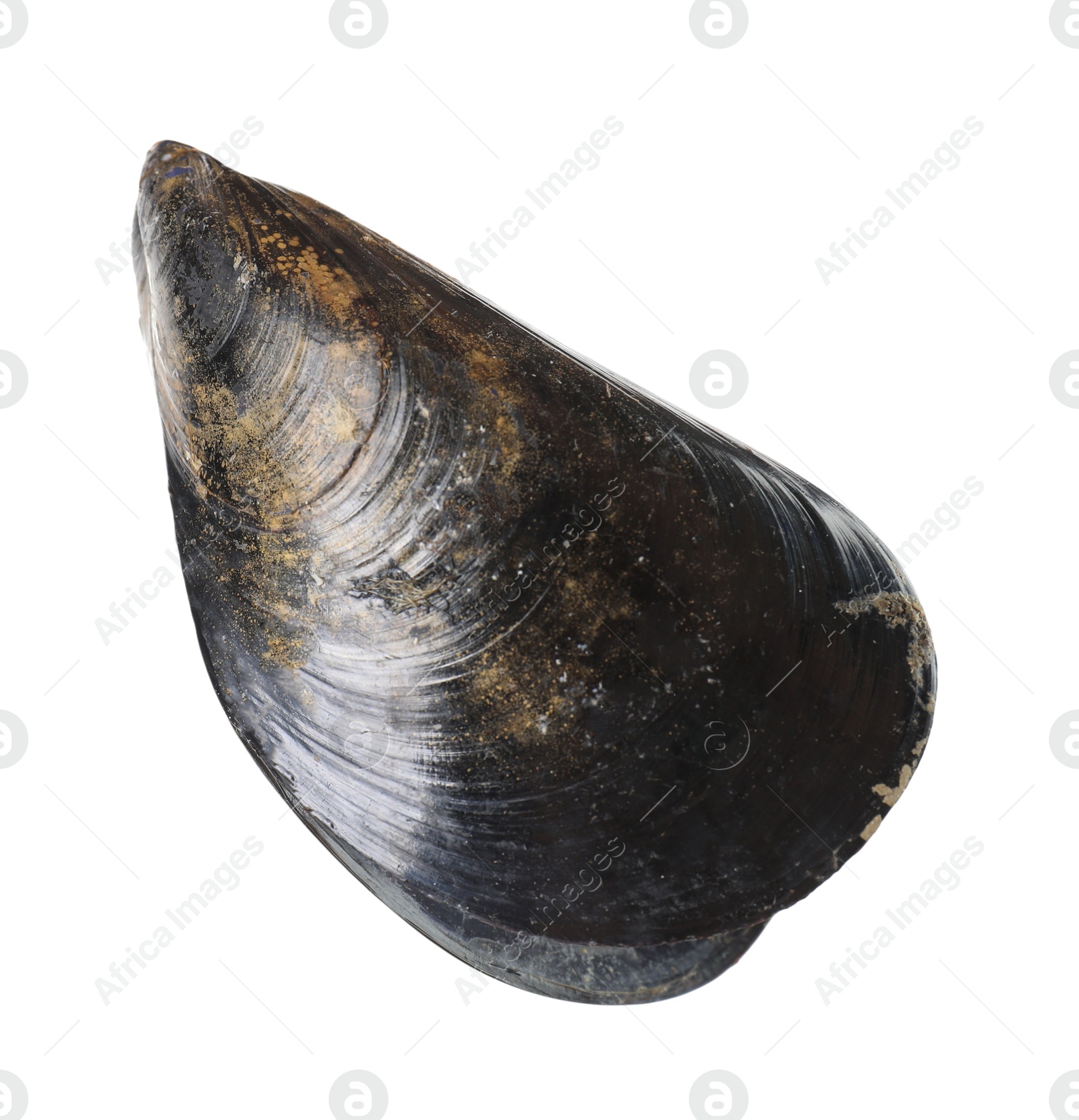 Photo of One raw mussel isolated on white. Sea food