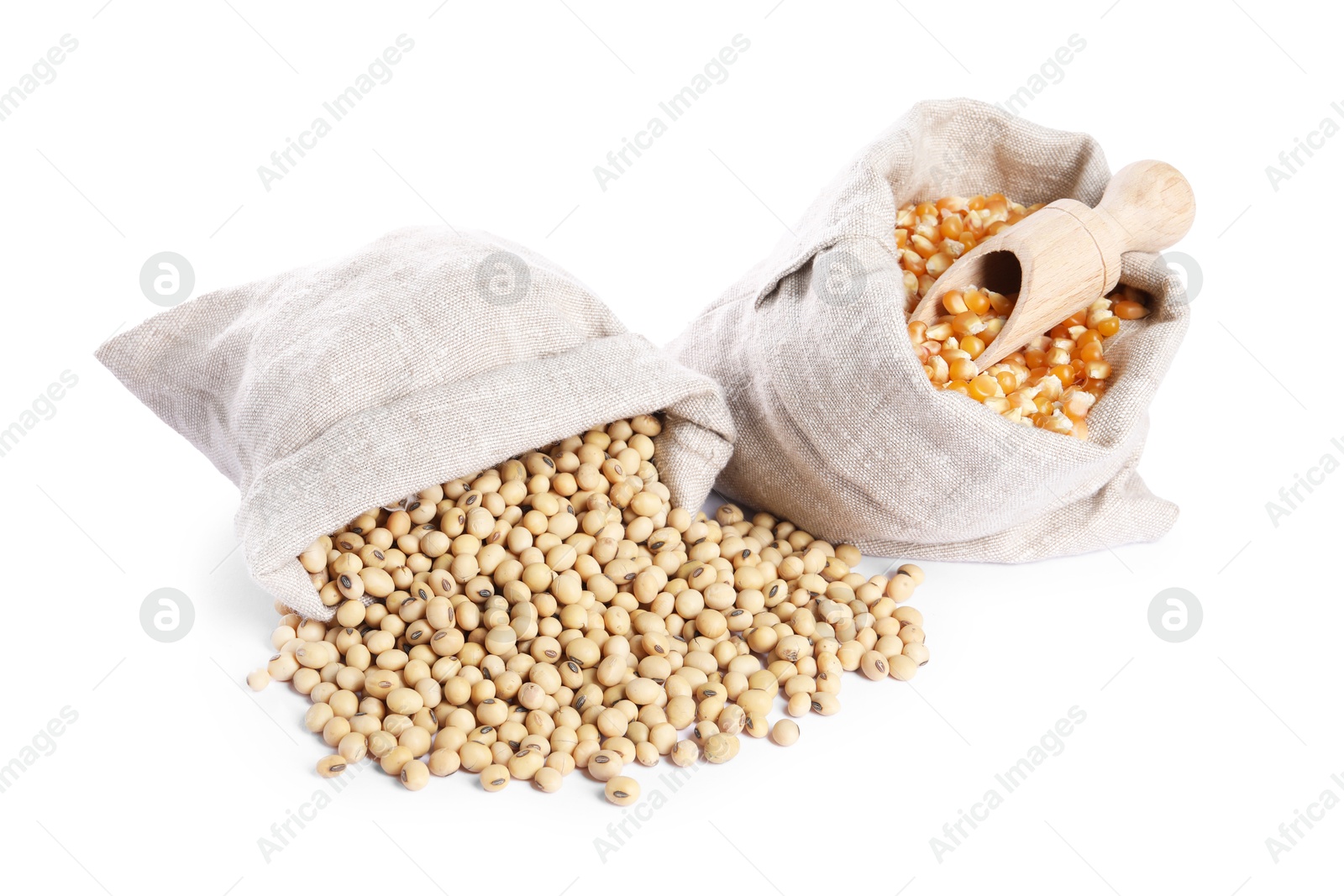 Photo of Burlap sacks with soy beans and corn kernels isolated on white