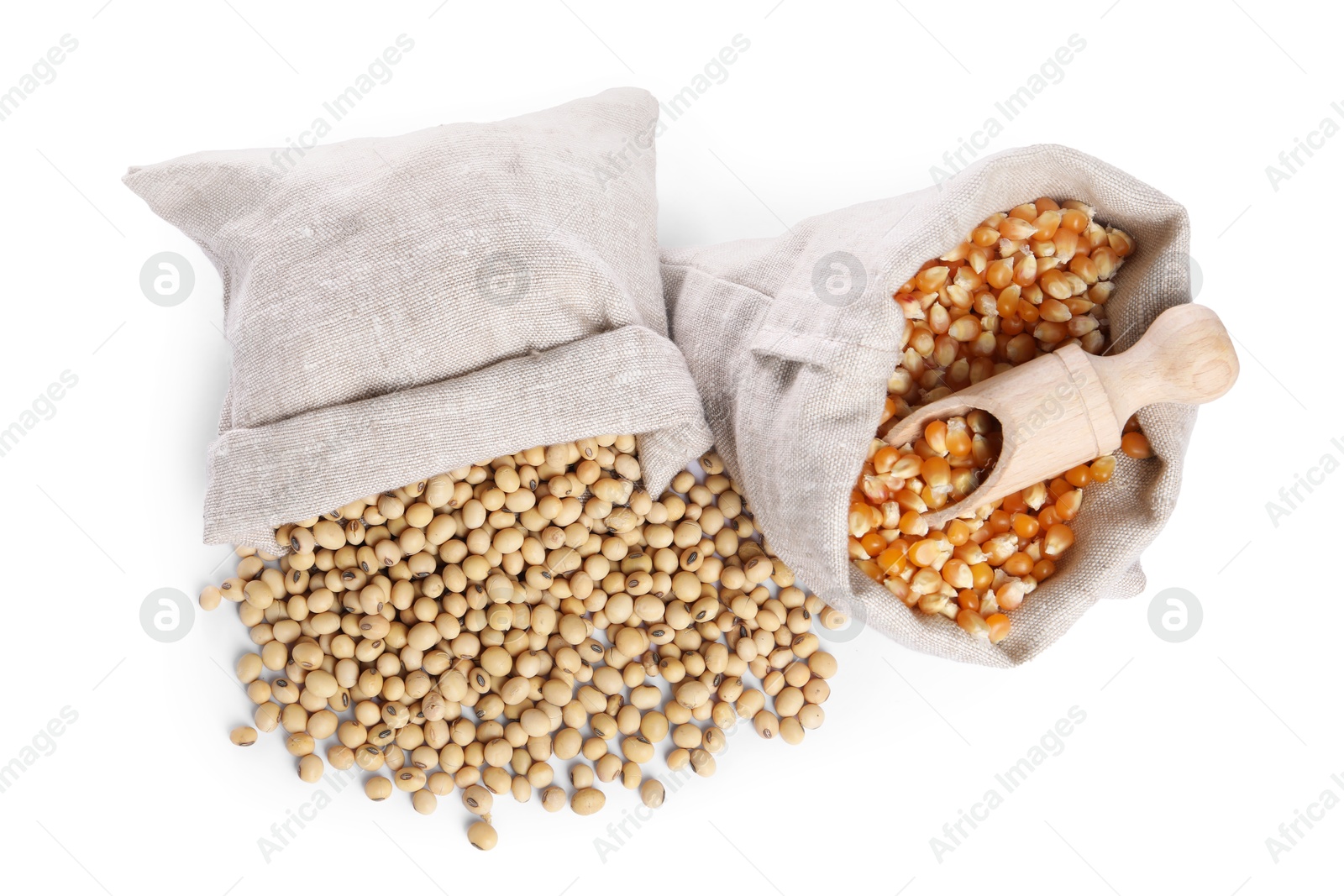 Photo of Burlap sacks with soy beans and corn kernels isolated on white, top view