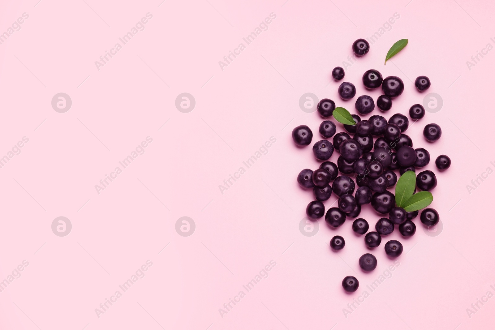 Photo of Ripe acai berries and leaves on pink background, flat lay. Space for text