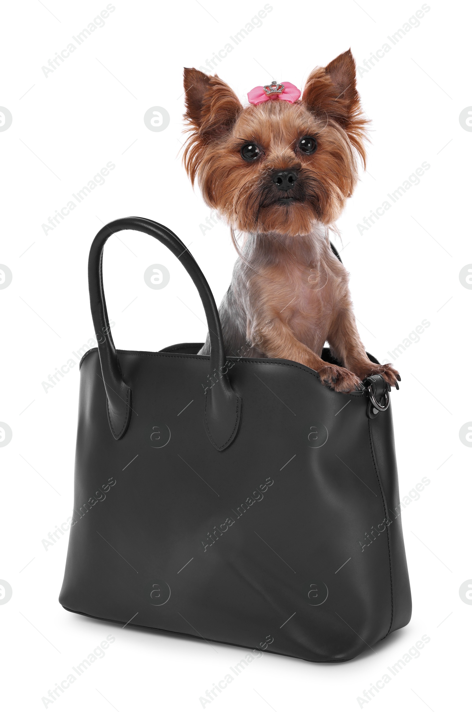 Photo of Cute Yorkshire Terrier dog in bag isolated on white