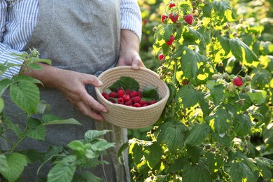 Photo of Senior farmer picking fresh ripe raspberries outdoors, closeup