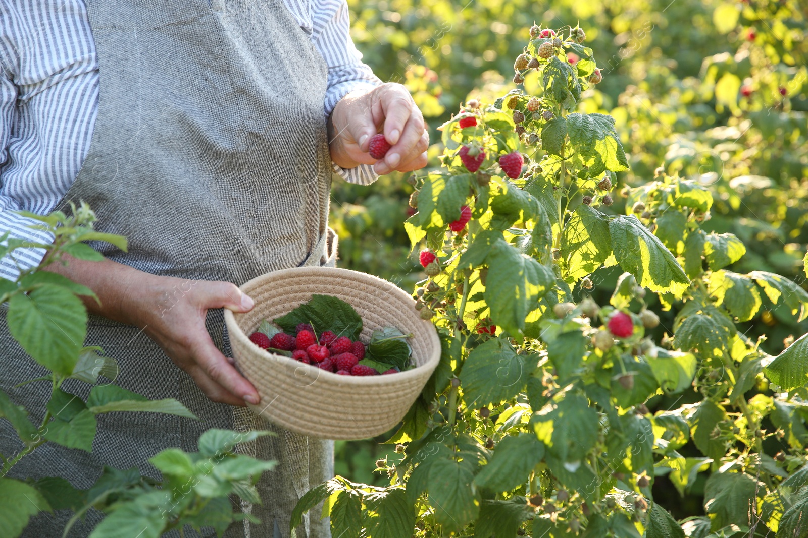 Photo of Senior farmer picking fresh ripe raspberries outdoors, closeup