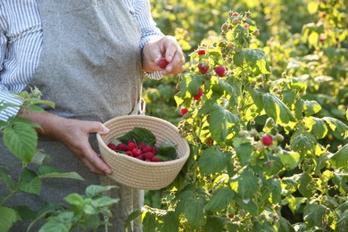 Senior farmer picking fresh ripe raspberries outdoors, closeup